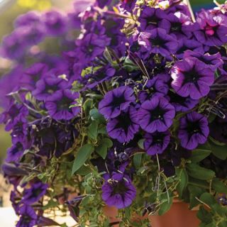 FotoFinish Blue Petunia Thumbnail